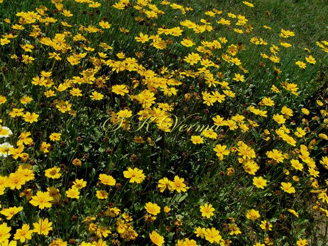  Plants in bloom